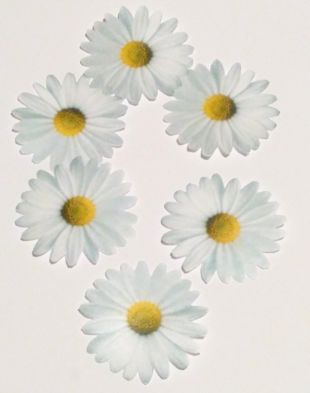 2 White Daisies. 2D Edible Wafer Paper Flowers for Cake and Cupcake