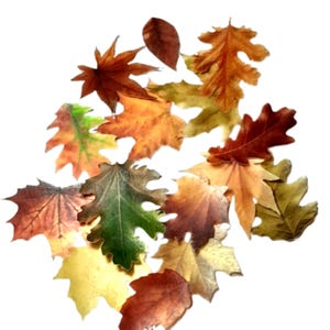 May include: A collection of fall leaves in various shades of brown, yellow, green, and red. The leaves are scattered on a white background.