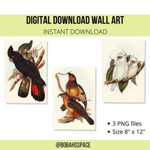 Printable Birds Wall Art Instant Download Wall Art - Etsy