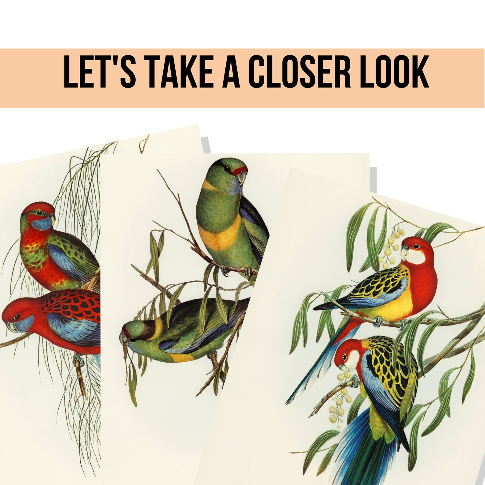 Printable Bird Wall Art Instant Download Wall Art Decoration - Etsy