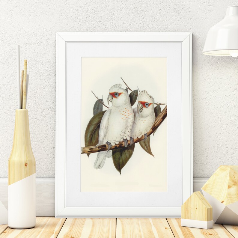 Printable Birds Wall Art Instant Download Wall Art - Etsy