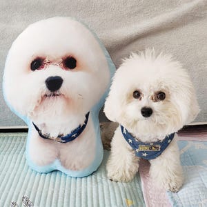 Puede incluir: Un perro Bichon Frise blanco y esponjoso con un arnés de mezclilla azul con estrellas blancas, junto a una almohada a juego con forma de perro. La almohada tiene un contorno azul y un collar de estrellas azules y blancas.