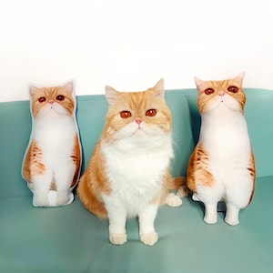 Puede incluir: Un gato Exotic Shorthair naranja y blanco está sentado entre dos cojines con forma de gato en un sofá turquesa. El gato y los cojines tienen colores y rasgos faciales similares, con pelaje naranja y marcas blancas.