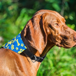Puede incluir: Un perro marr&oacute;n con un pa&ntilde;uelo azul con huellas de patas amarillas y dise&ntilde;os de huesos. El pa&ntilde;uelo est&aacute; atado alrededor del cuello del perro con un collar negro.