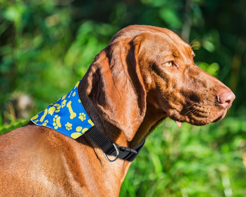 Puede incluir: Un perro marr&oacute;n con un pa&ntilde;uelo azul con huellas de patas amarillas y dise&ntilde;os de huesos. El pa&ntilde;uelo est&aacute; atado alrededor del cuello del perro con un collar negro.