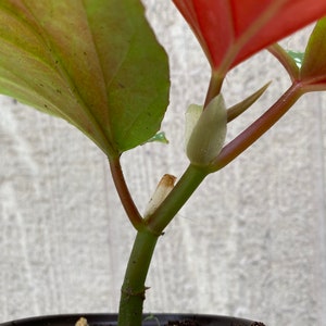 Rare Begonia Lucerna / Polka Dot Angel Wing Begonia / houseplants / Rooted Begonia / Indoor plant / Plant lovers image 3