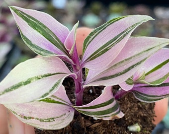 Rare Tradescantia Tricolor starter plant | Variegated houseplant | Pink Wandering Jew | 2 inches | rooted plant | houseplant | plant gift