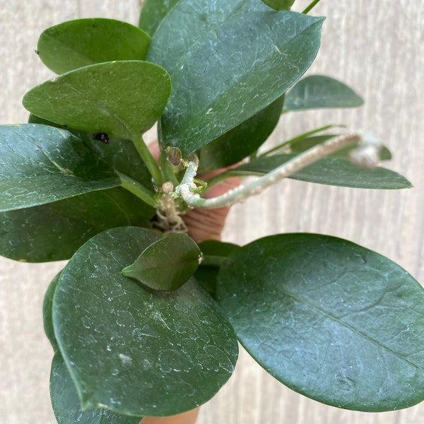 Hoya Plant for Sale Etsy