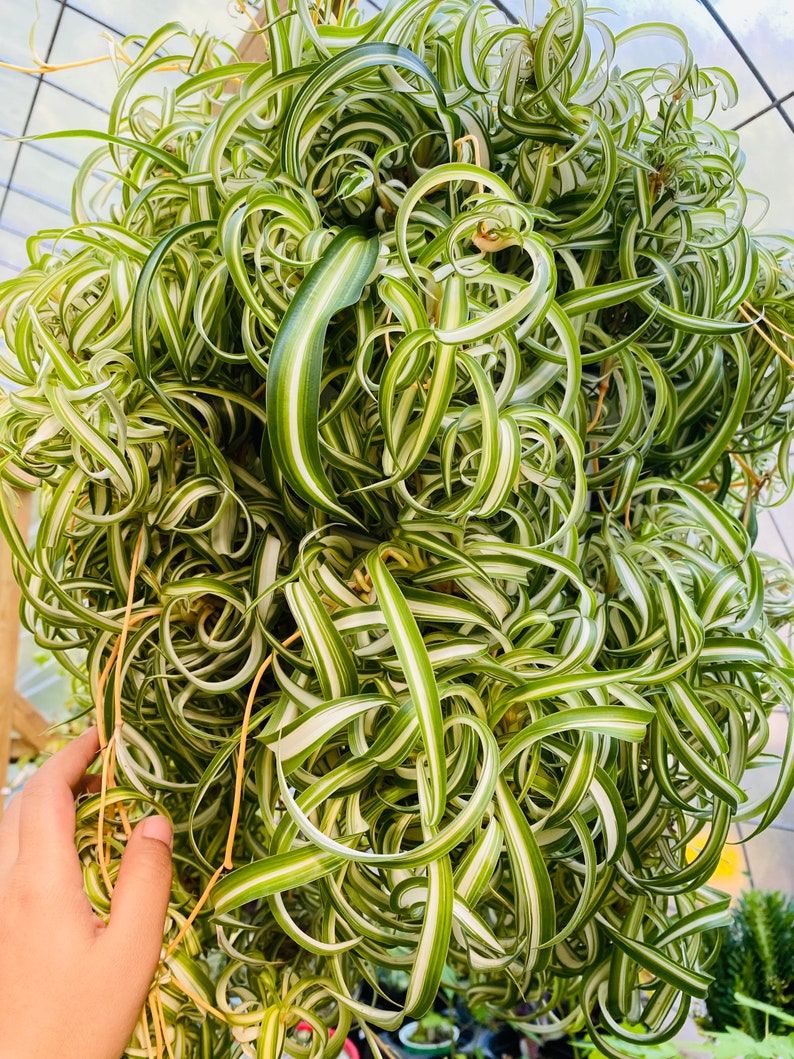 3 Curly Spider Plants Babies Cuttings Etsy