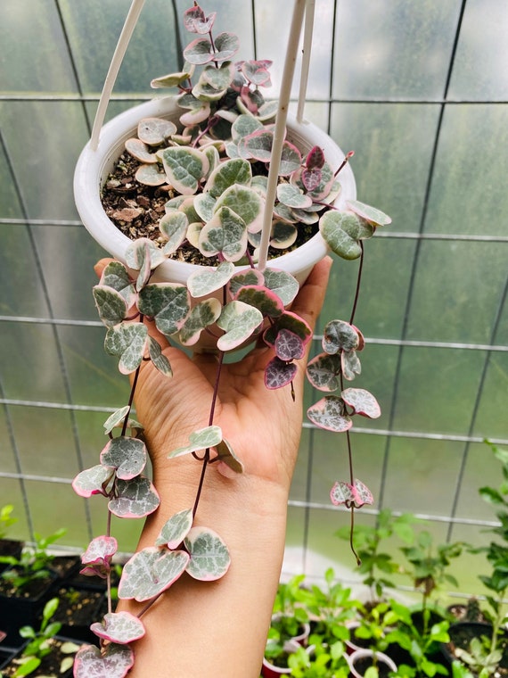 Variegated String of Heart in 45 Hanging Pot Etsy