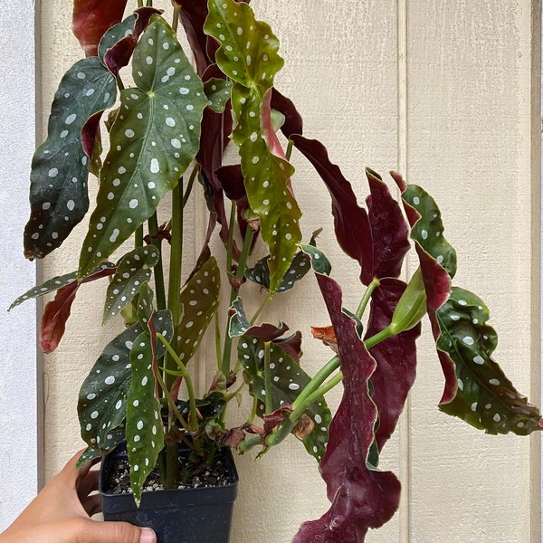 Begonia Maculata live plant houseplant Lush and Vibrant Begonia Plant - Perfect Indoor Houseplant for Botanical Decor