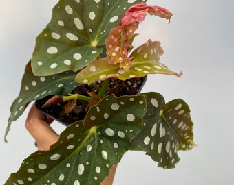 Maculata Begonia rare Begonia spotted Begonia - Plant gift - Houseplant - Home decor - begonias Maculata Wightii- Begonia collections