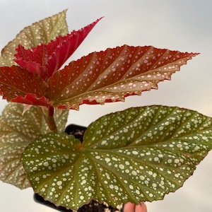 Rare Begonia Lucerna / Polka Dot Angel Wing Begonia / houseplants / Rooted Begonia / Indoor plant / Plant lovers imagem 6