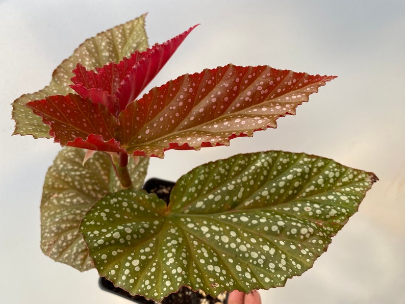 Rare Begonia Lucerna / Polka Dot Angel Wing Begonia / houseplants / Rooted Begonia / Indoor plant / Plant lovers image 6