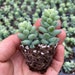 see more listings in the Succulents &Cactus section