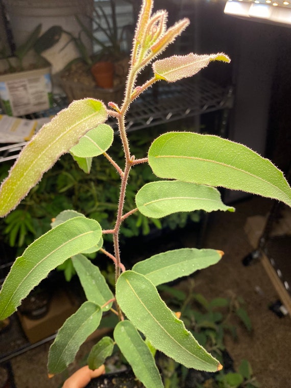 Eucalyptus Citrodora Lemon Scented Gum Eucalyptus Live Etsy