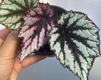 Rex Begonia / begonia houseplants / indoor plants / plant gifts