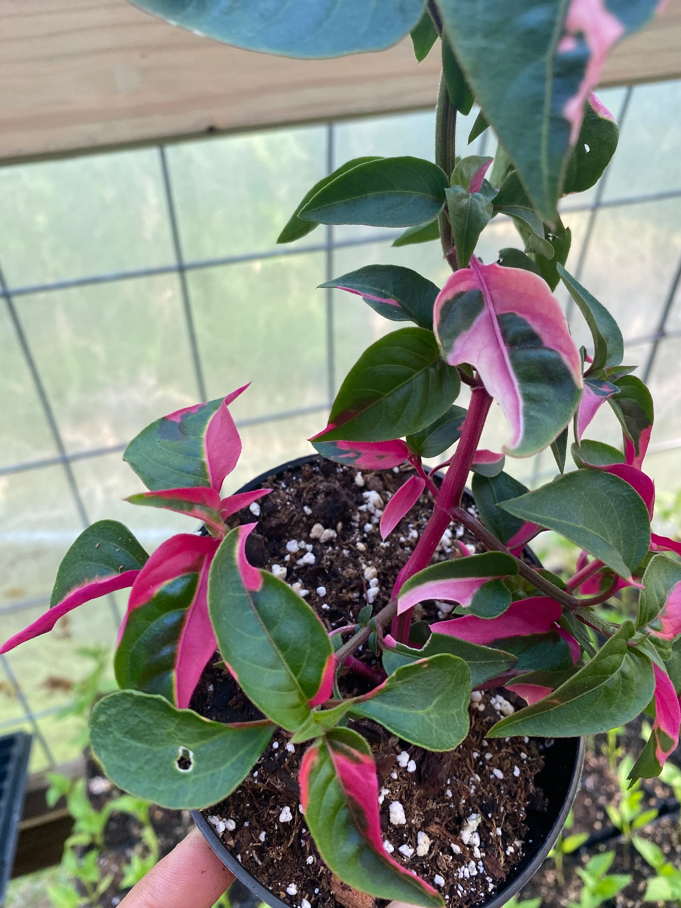 Party Time Plant / live plant / houseplants / multiple branches