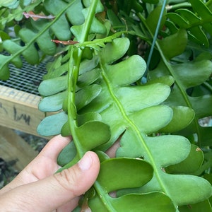 May include: Close-up of a green Epiphyllum anguliger plant, also known as a ric rac cactus, with its distinctive zig-zag leaves. The plant is a vibrant green color, with some reddish-brown tips. The leaves are held by a hand.
