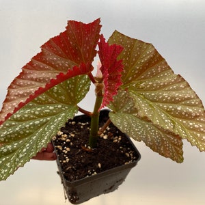 Rare Begonia Lucerna / Polka Dot Angel Wing Begonia / houseplants / Rooted Begonia / Indoor plant / Plant lovers image 9