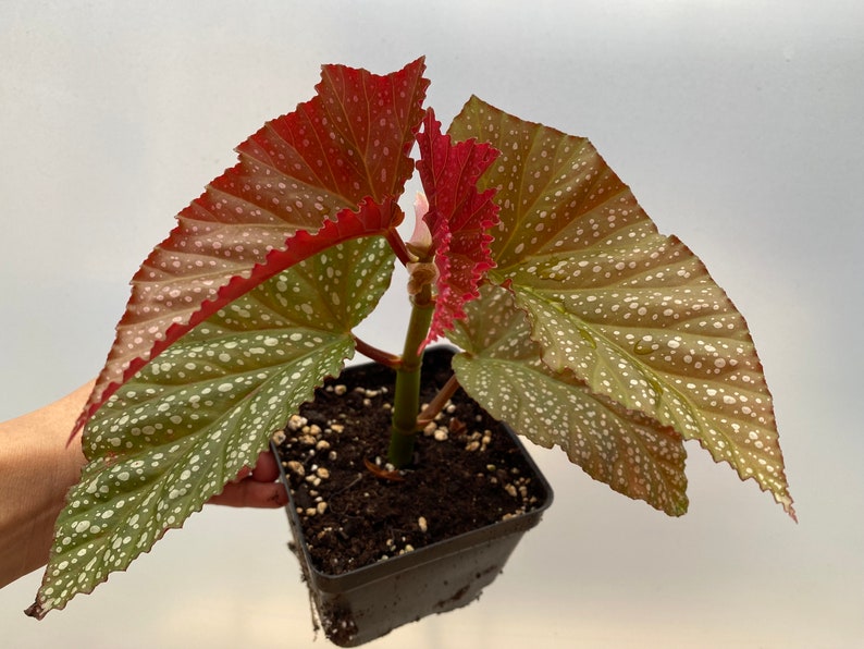 Rare Begonia Lucerna / Polka Dot Angel Wing Begonia / houseplants / Rooted Begonia / Indoor plant / Plant lovers imagem 9