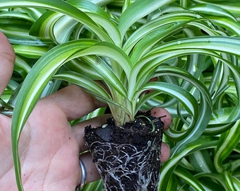 Curly Spider plant plug variegated spider plant live houseplant
