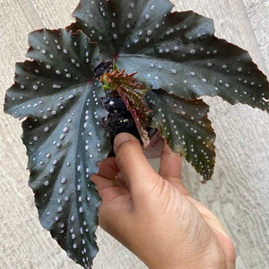 Begonia “Fannie Moser “ live houseplant indoor plant