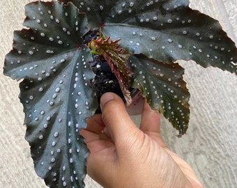 Begonia “Fannie Moser “ live houseplant indoor plant