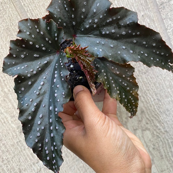 Begonia “Fannie Moser “ live houseplant indoor plant