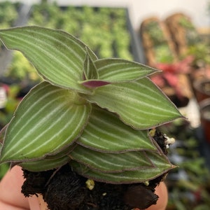 Tradescantia Gentlei / Callisia Elegens / rooted tradescantia /live houseplant / stripe inch plant