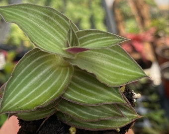 Tradescantia Gentlei / Callisia Elegens / rooted tradescantia /live houseplant / stripe inch plant