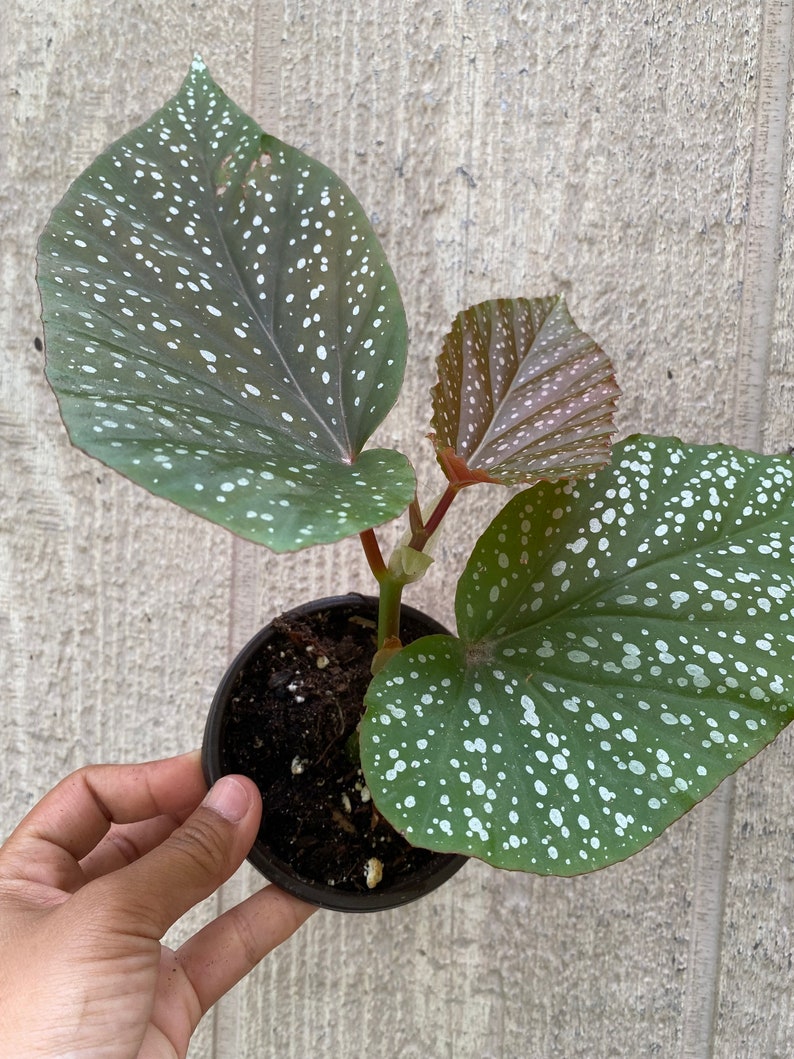Rare Begonia Lucerna / Polka Dot Angel Wing Begonia / houseplants / Rooted Begonia / Indoor plant / Plant lovers image 4