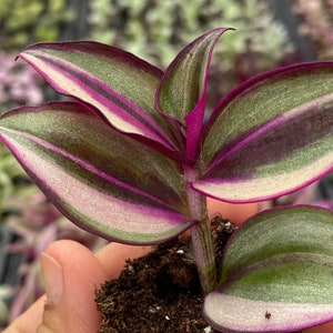 Rare Tradescantia Zebrina Quadricolor/ Hard to find houseplants/ wandering Jew/ starter plant / rooted plant / plant gift / indoor plant/