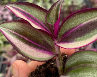 Rare Tradescantia Zebrina Quadricolor/ Hard to find houseplants/ wandering Jew/ starter plant / rooted plant / plant gift / indoor plant/