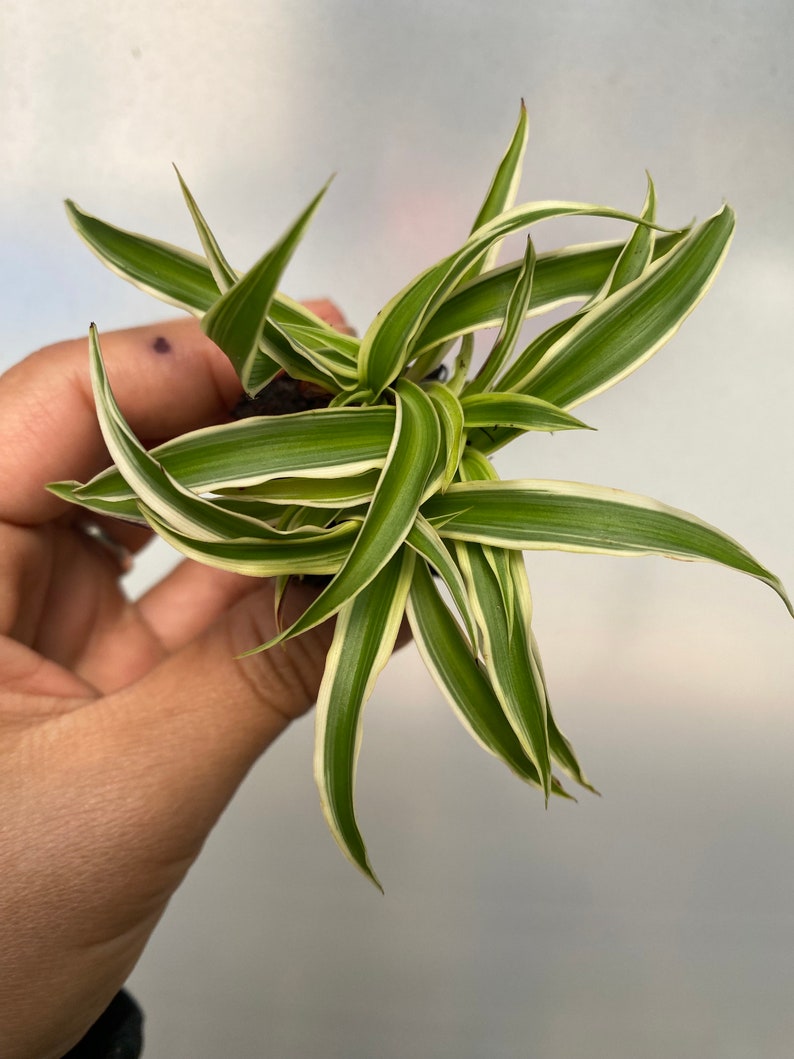 Chlorophytum laxum “Zebra” Spider plant