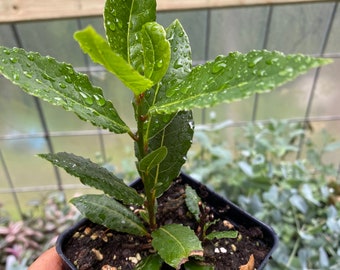May include: A young bay laurel plant with glossy, dark green, pointed leaves featuring visible water droplets. The plant is potted in a square black plastic container filled with dark potting soil containing small bits of bark and perlite.