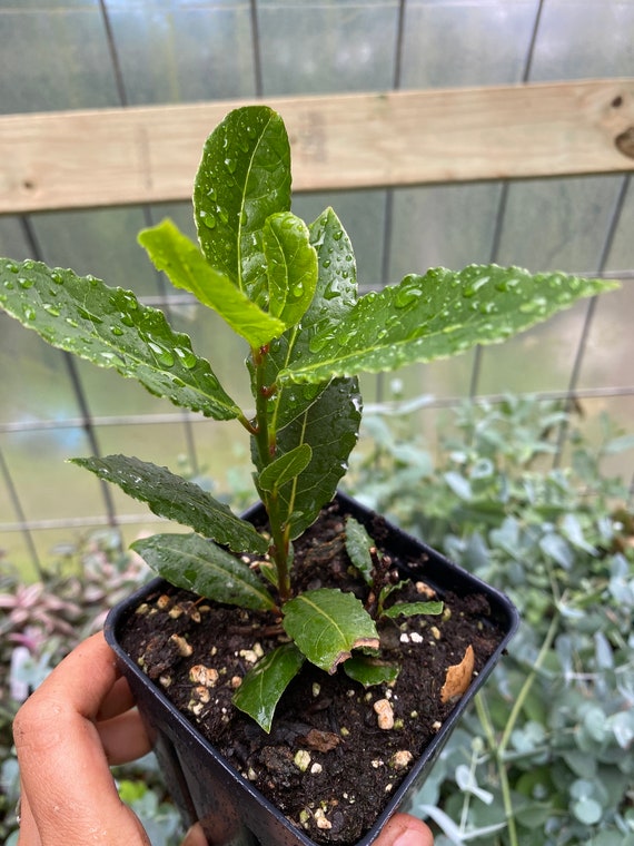 Sweet Bay Laurel Plant rooted live plants herbs Bay tree Laurus Nobilis