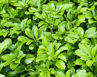 Japanese Pachysandra plants garden carpet evergreen ground cover low maintenance ground cover garden landscaping