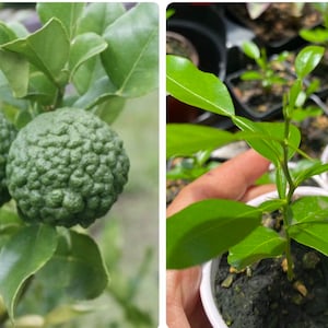 Kaffir Lime Tree Live Plant Citrus Hystrix 4-6” tall Starter plant seedling not ship to CA and Arizona