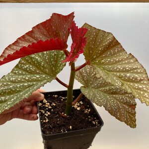 Rare Begonia Lucerna / Polka Dot Angel Wing Begonia / houseplants / Rooted Begonia / Indoor plant / Plant lovers imagem 7