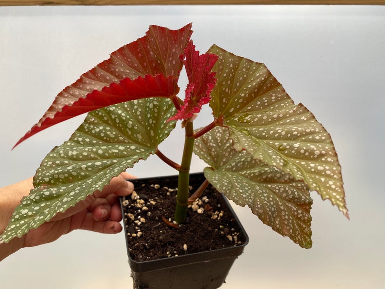 Rare Begonia Lucerna / Polka Dot Angel Wing Begonia / houseplants / Rooted Begonia / Indoor plant / Plant lovers imagem 7