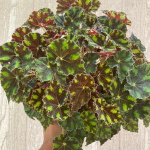 Begonia “Tiger Kitten “ live house Indoor plant starter plant