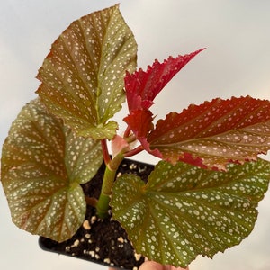 Rare Begonia Lucerna / Polka Dot Angel Wing Begonia /  houseplants / Rooted Begonia / Indoor plant / Plant lovers