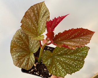 Rare Begonia Lucerna / Polka Dot Angel Wing Begonia /  houseplants / Rooted Begonia / Indoor plant / Plant lovers