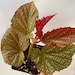 see more listings in the Plantas domésticas section