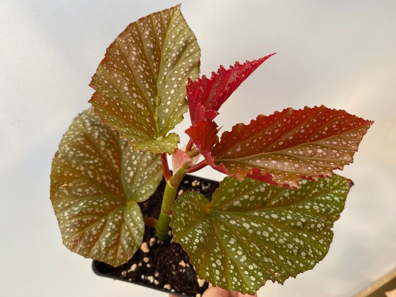 Rare Begonia Lucerna / Polka Dot Angel Wing Begonia / houseplants / Rooted Begonia / Indoor plant / Plant lovers image 1