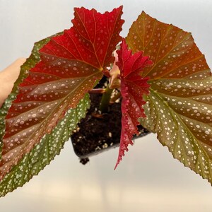 Rare Begonia Lucerna / Polka Dot Angel Wing Begonia / houseplants / Rooted Begonia / Indoor plant / Plant lovers imagem 5