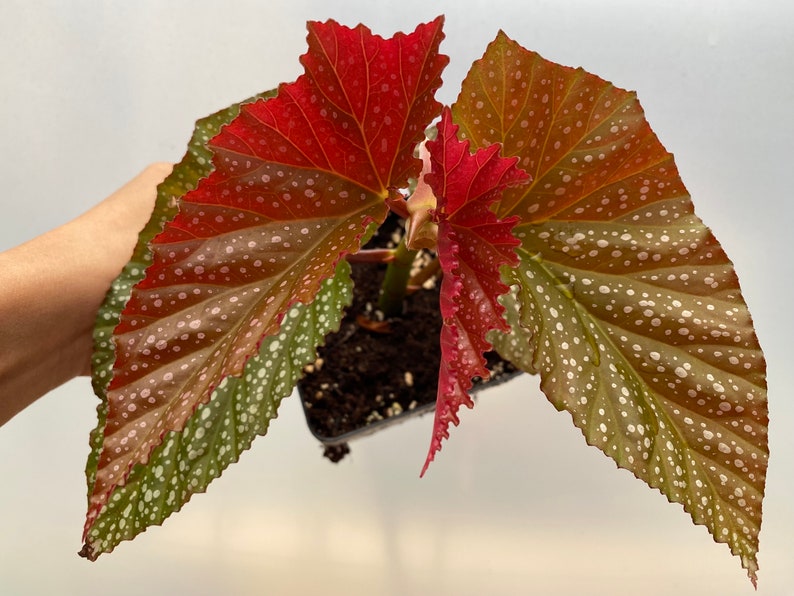 Rare Begonia Lucerna / Polka Dot Angel Wing Begonia / houseplants / Rooted Begonia / Indoor plant / Plant lovers imagem 5