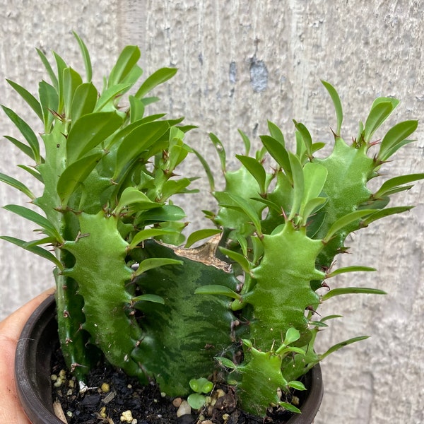 Euphorbia Trigona - Etsy