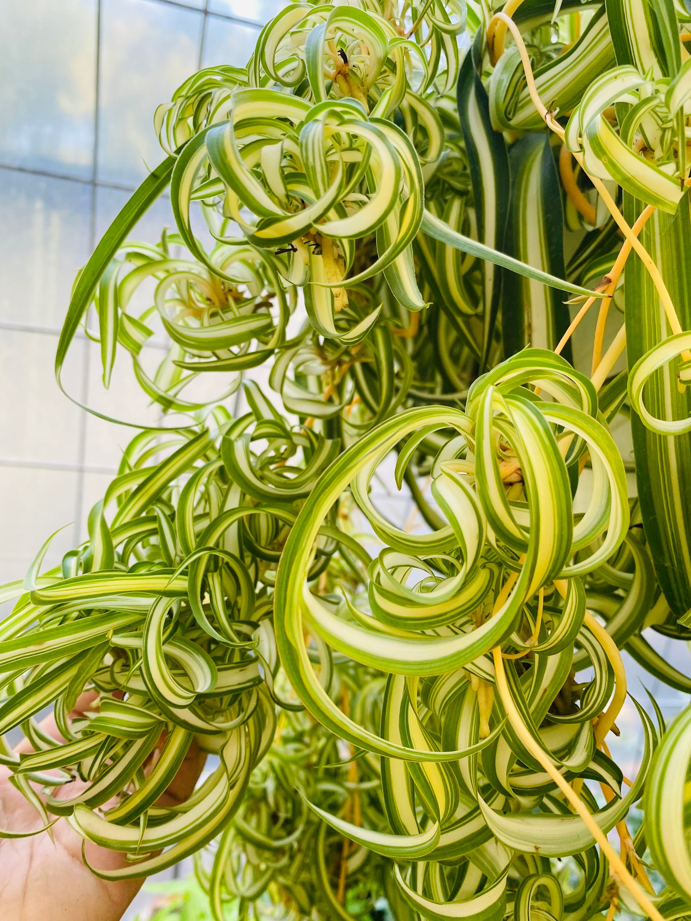 3 Curly Spider Plants Babies Cuttings Etsy